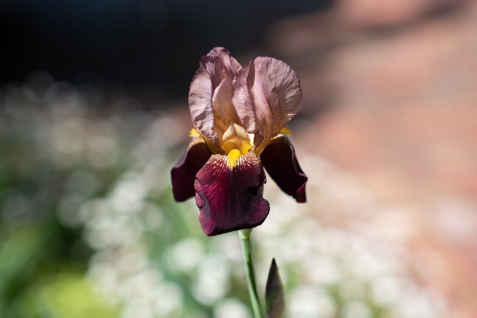 Nikon D750 sample photo. Iris, bearded iris, flower photography