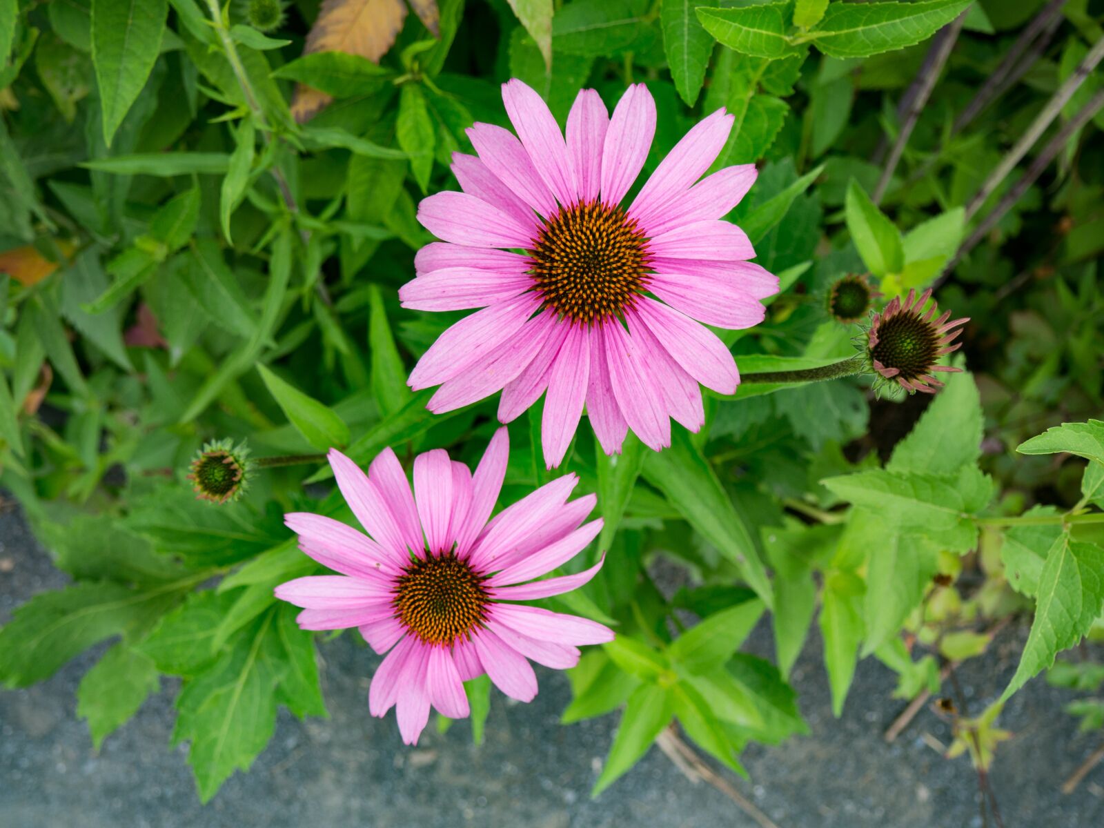 Olympus OM-D E-M10 sample photo. Outdoors, environment, green photography