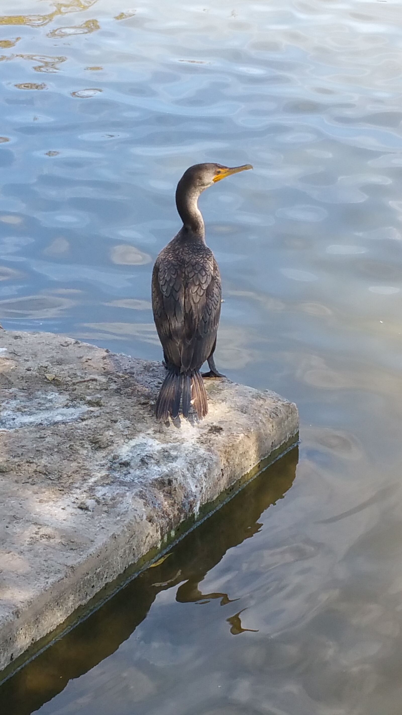 Samsung Galaxy Note4 sample photo. Bird, lake, water photography