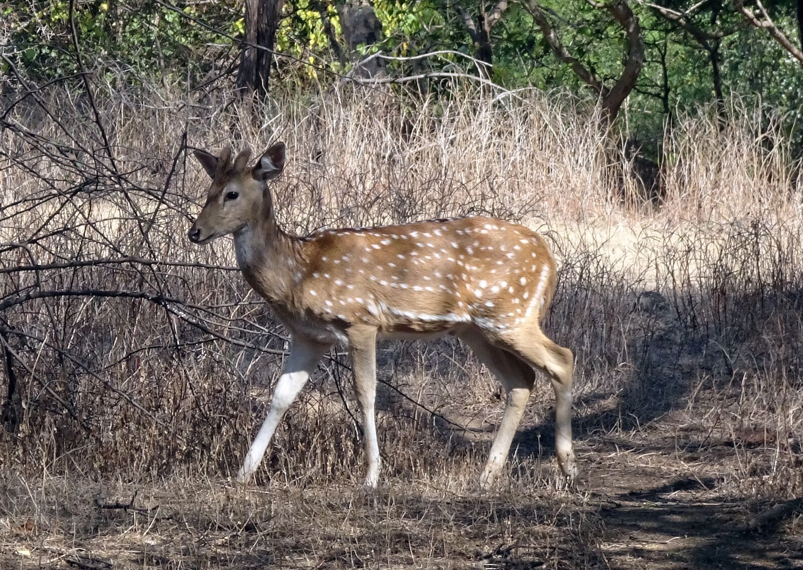 Sony Cyber-shot DSC-HX90V sample photo. Spotted deer, chital, doe photography
