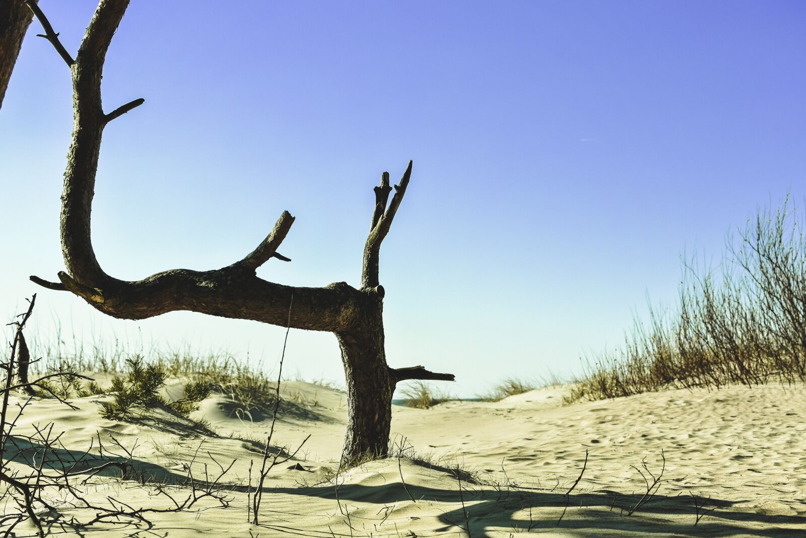 Nikon D7200 sample photo. Pine, beach, dunes photography
