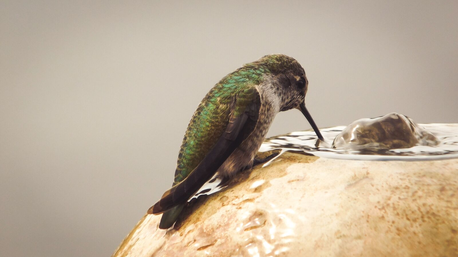 Nikon Coolpix L840 sample photo. Nature, humming, bird photography