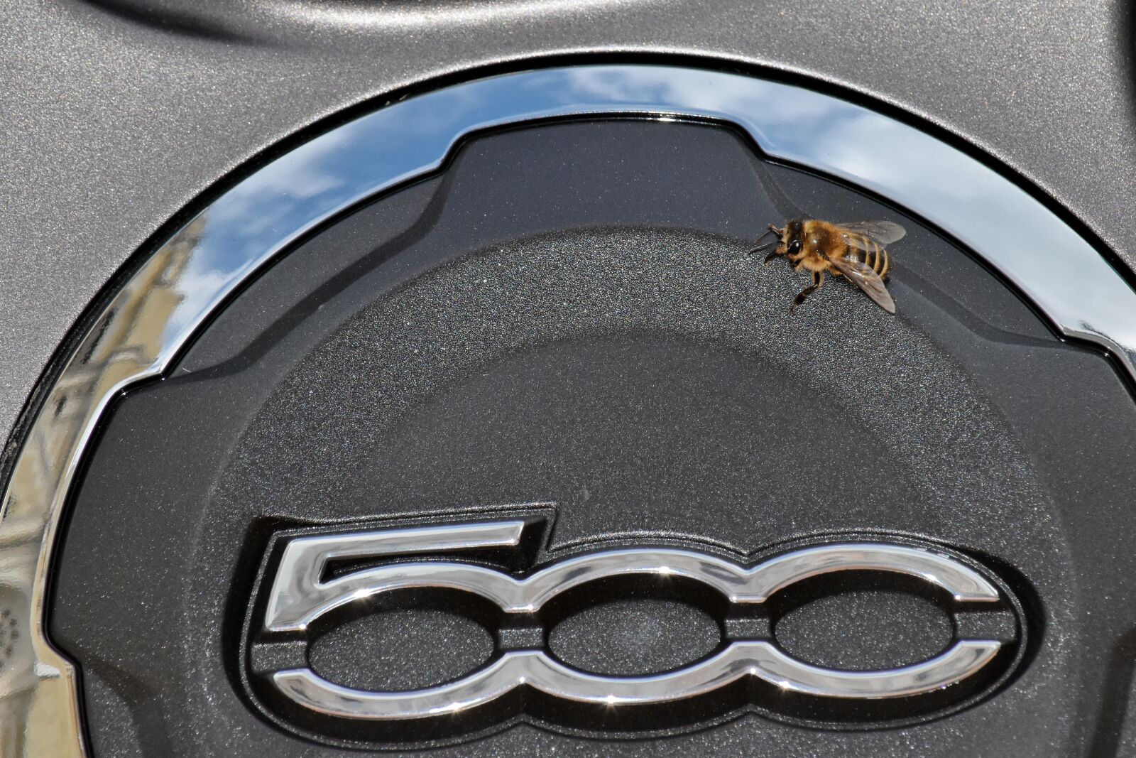 Nikon D5500 sample photo. Honeybee, insect, metallic, sign photography