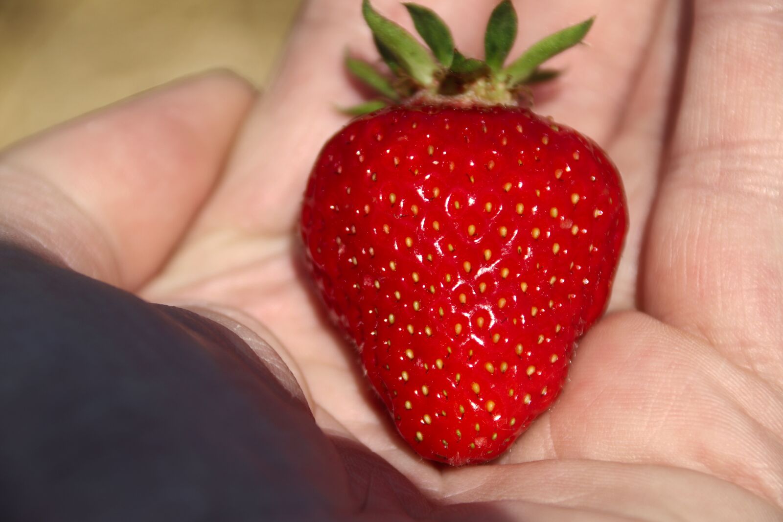 Canon EOS 80D sample photo. Strawberry, red, fruit photography