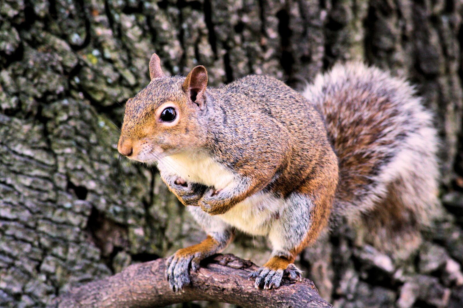 Canon EOS 1000D (EOS Digital Rebel XS / EOS Kiss F) sample photo. Animal, cute, nature, squirrel photography