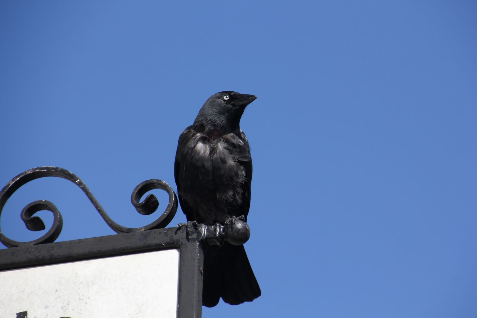 Canon EOS 550D (EOS Rebel T2i / EOS Kiss X4) sample photo. Jackdaw, black raven, ireland photography