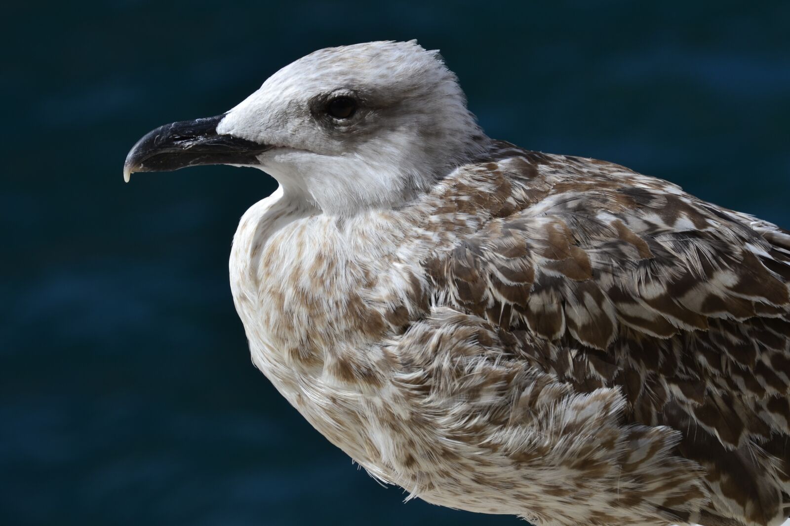 Nikon D3100 sample photo. Animal world, bird, animal photography