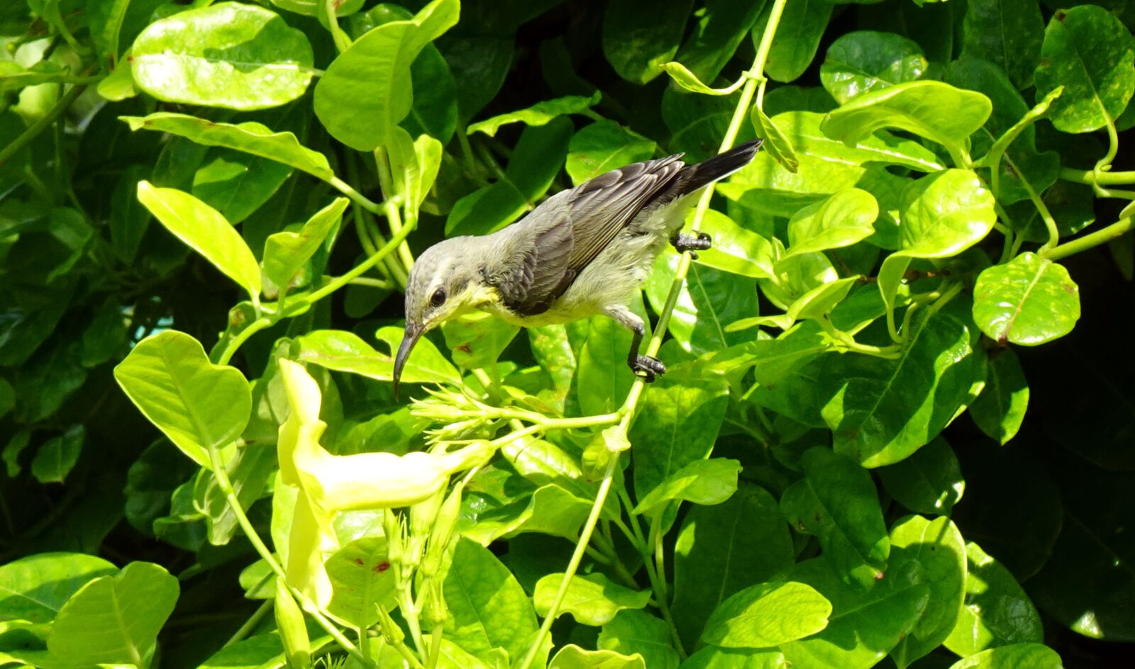 Sony DSC-WX800 sample photo. Bird, purple sunbird, cinnyris photography