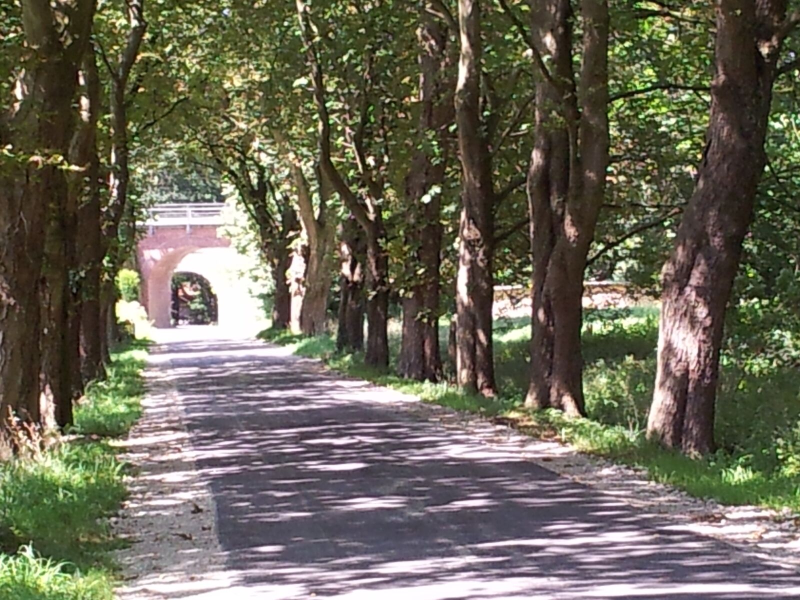 Samsung Galaxy S2 sample photo. Tree lined avenue, bill photography