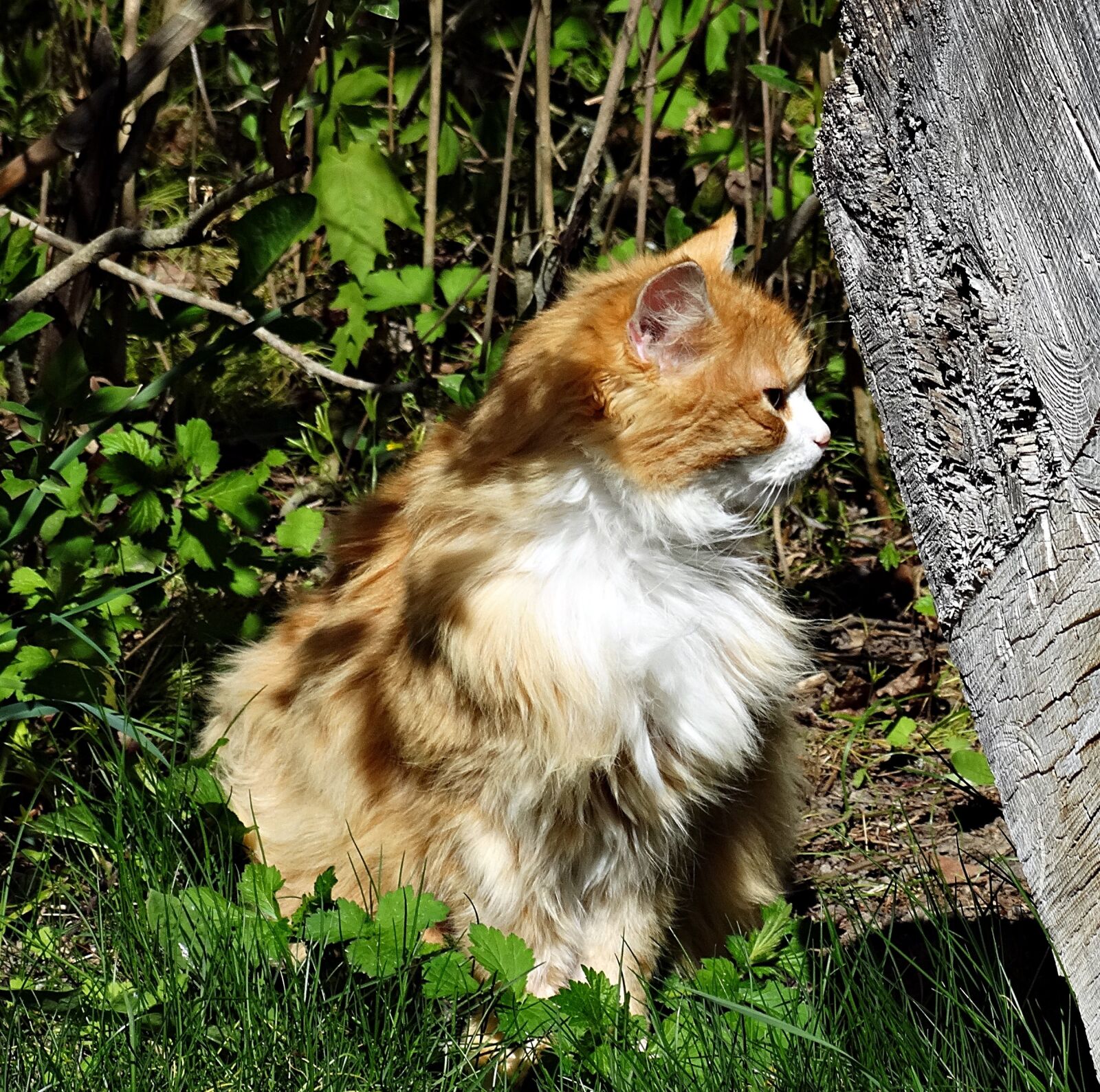 Sony Cyber-shot DSC-HX300 sample photo. Cat, summer, fur photography