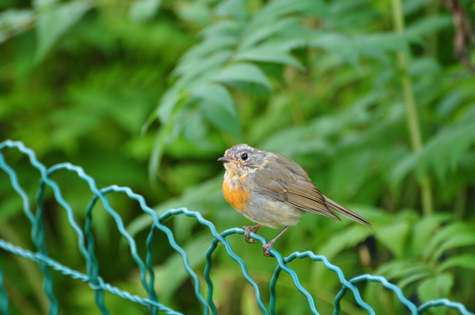 Nikon D90 sample photo. Bird, fence, animal photography