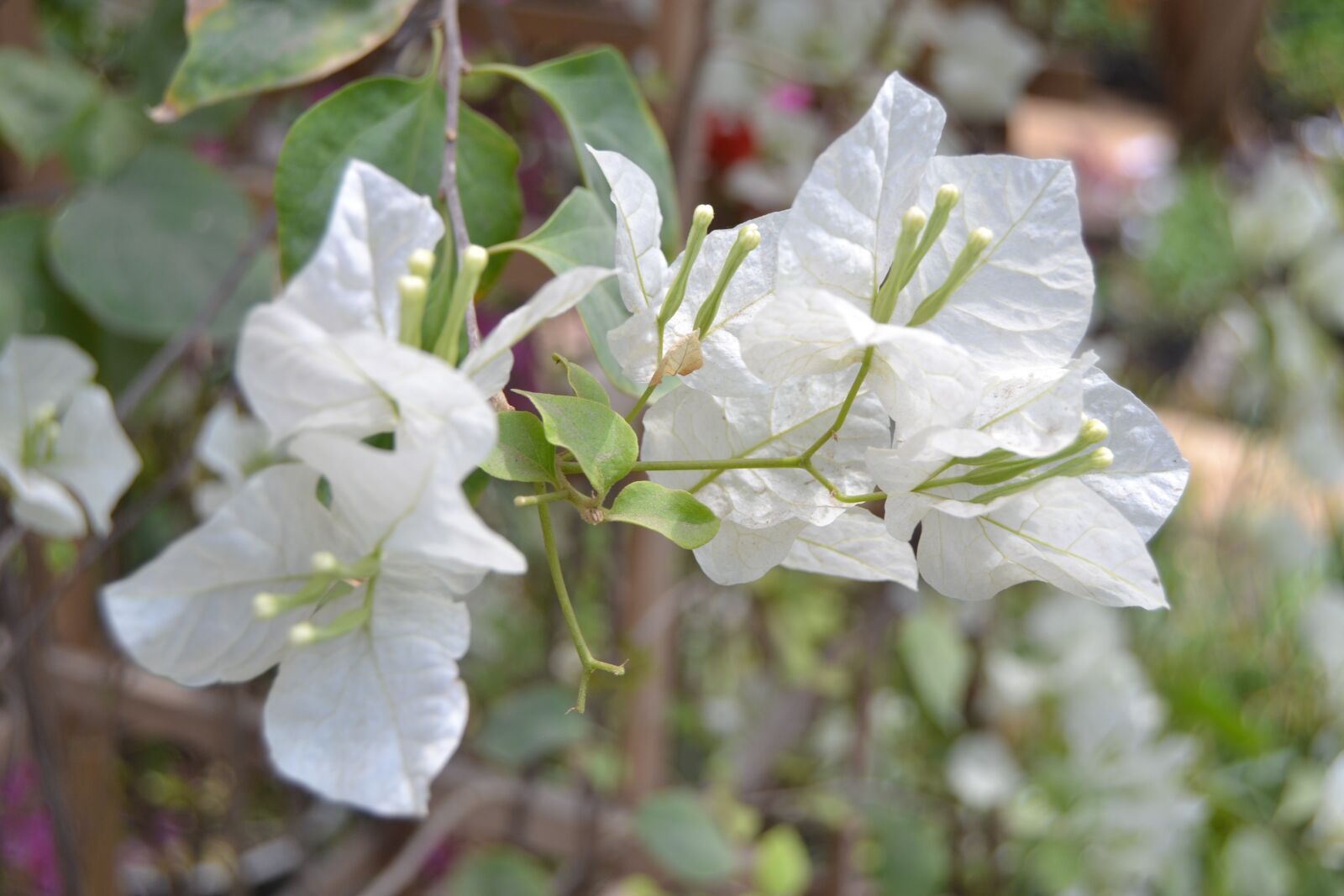 Nikon D3100 sample photo. White, plant, garden photography