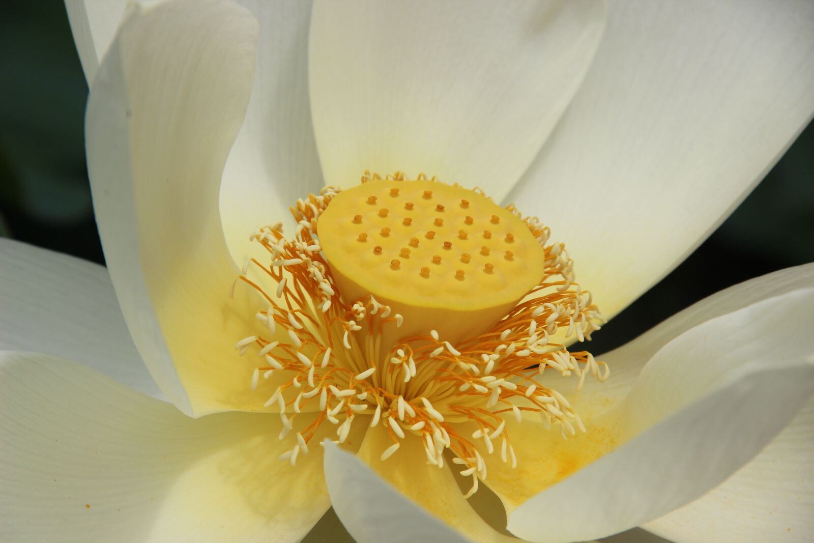 Canon EF-S 18-135mm F3.5-5.6 IS sample photo. Zen, lotus, flower photography