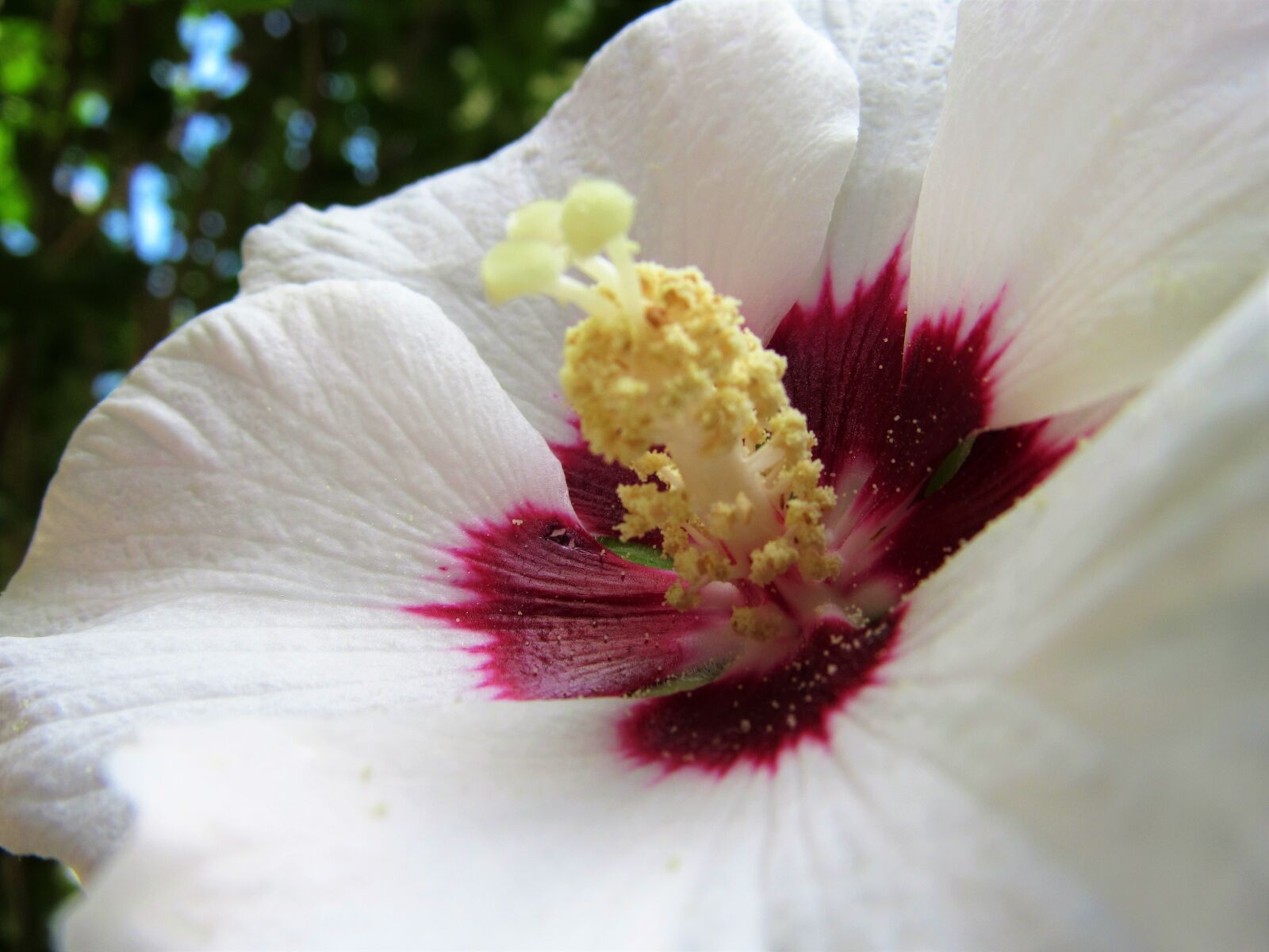 Canon PowerShot SX520 HS sample photo. Pollen, rose, of photography