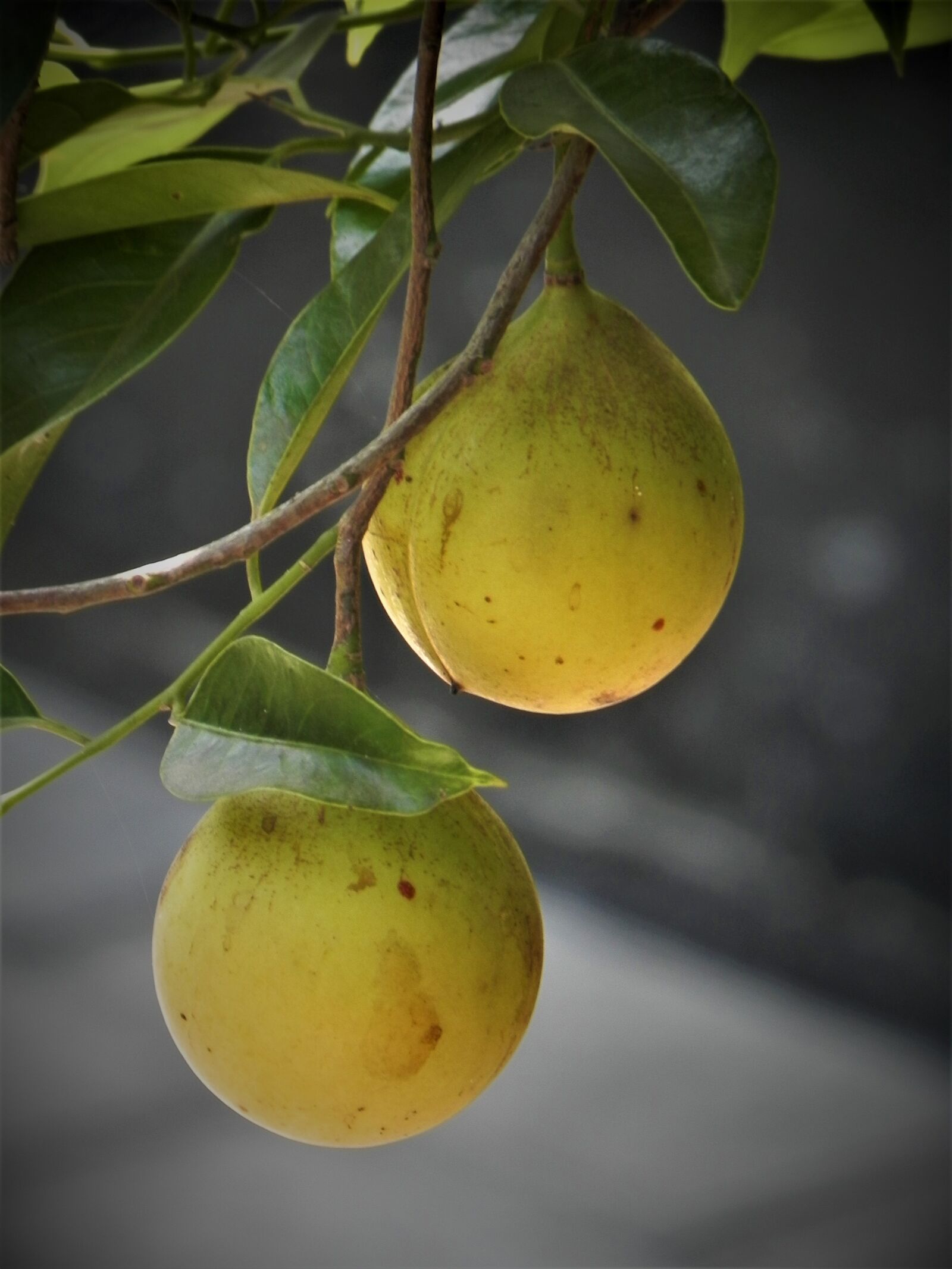 Nikon Coolpix P100 sample photo. Garden, fruits, nutmeg photography