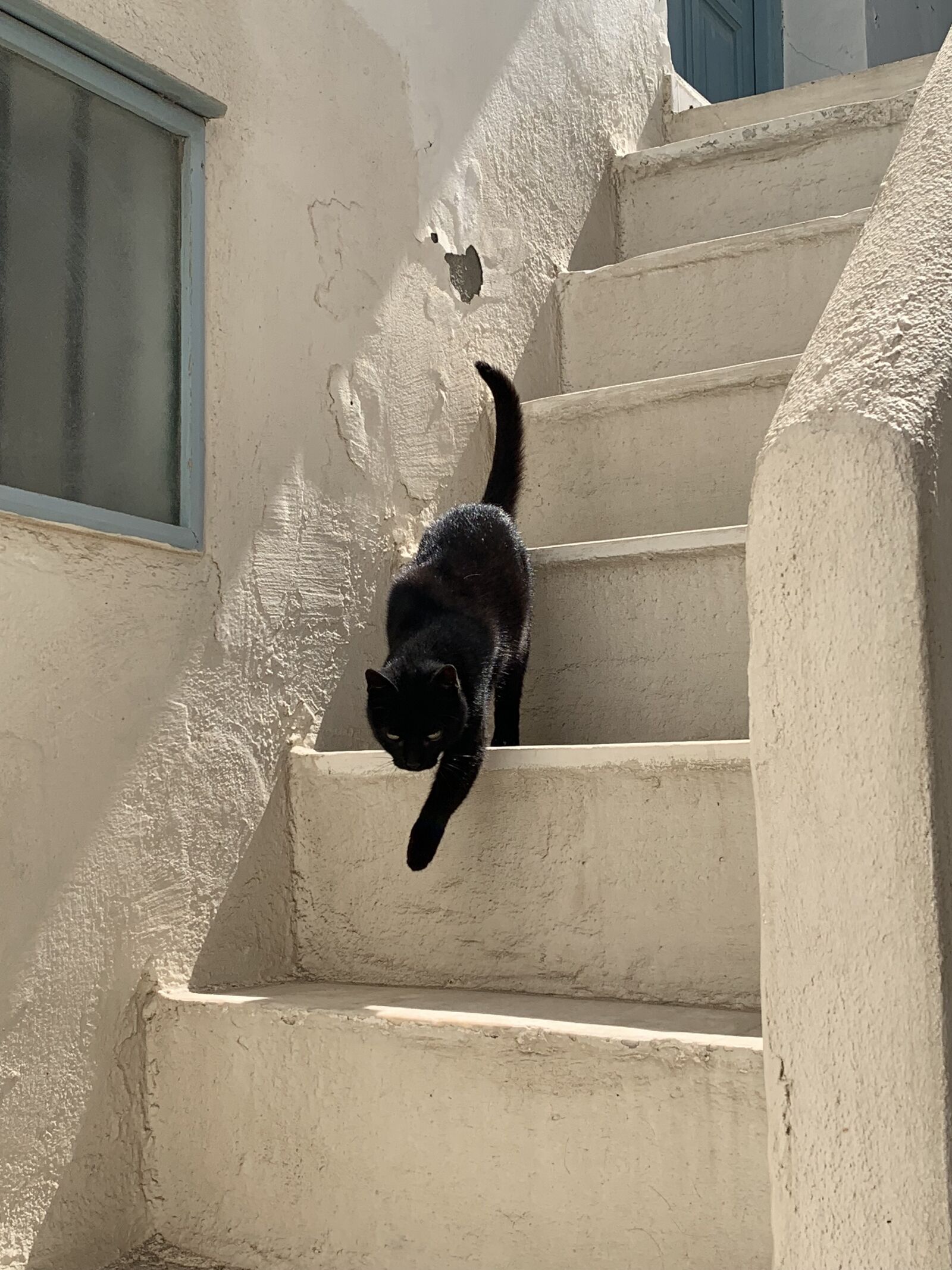 iPhone XS Max back dual camera 4.25mm f/1.8 sample photo. Black cat, cat, greece photography