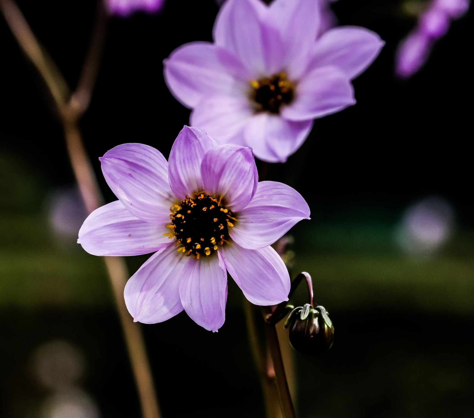 Canon EF-S 55-250mm F4-5.6 IS STM sample photo. Flower, blossom, bloom photography