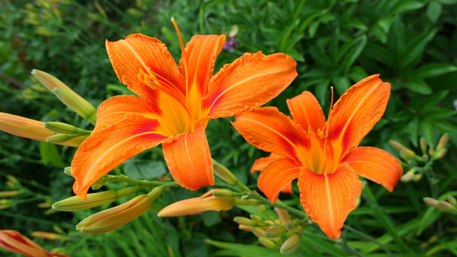 Panasonic Lumix DMC-LX10 (Lumix DMC-LX15) sample photo. Daylilies, flowers, summer photography