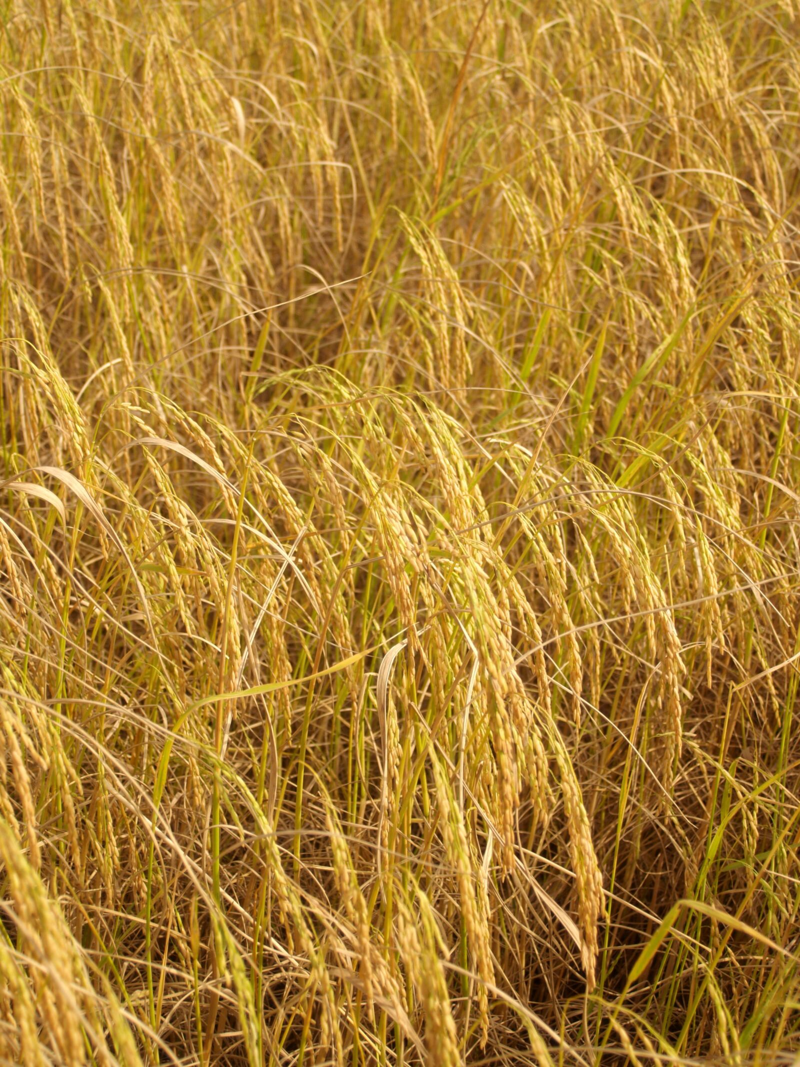 Olympus E-300 (EVOLT E-300) sample photo. Agriculture, asia, autumn photography