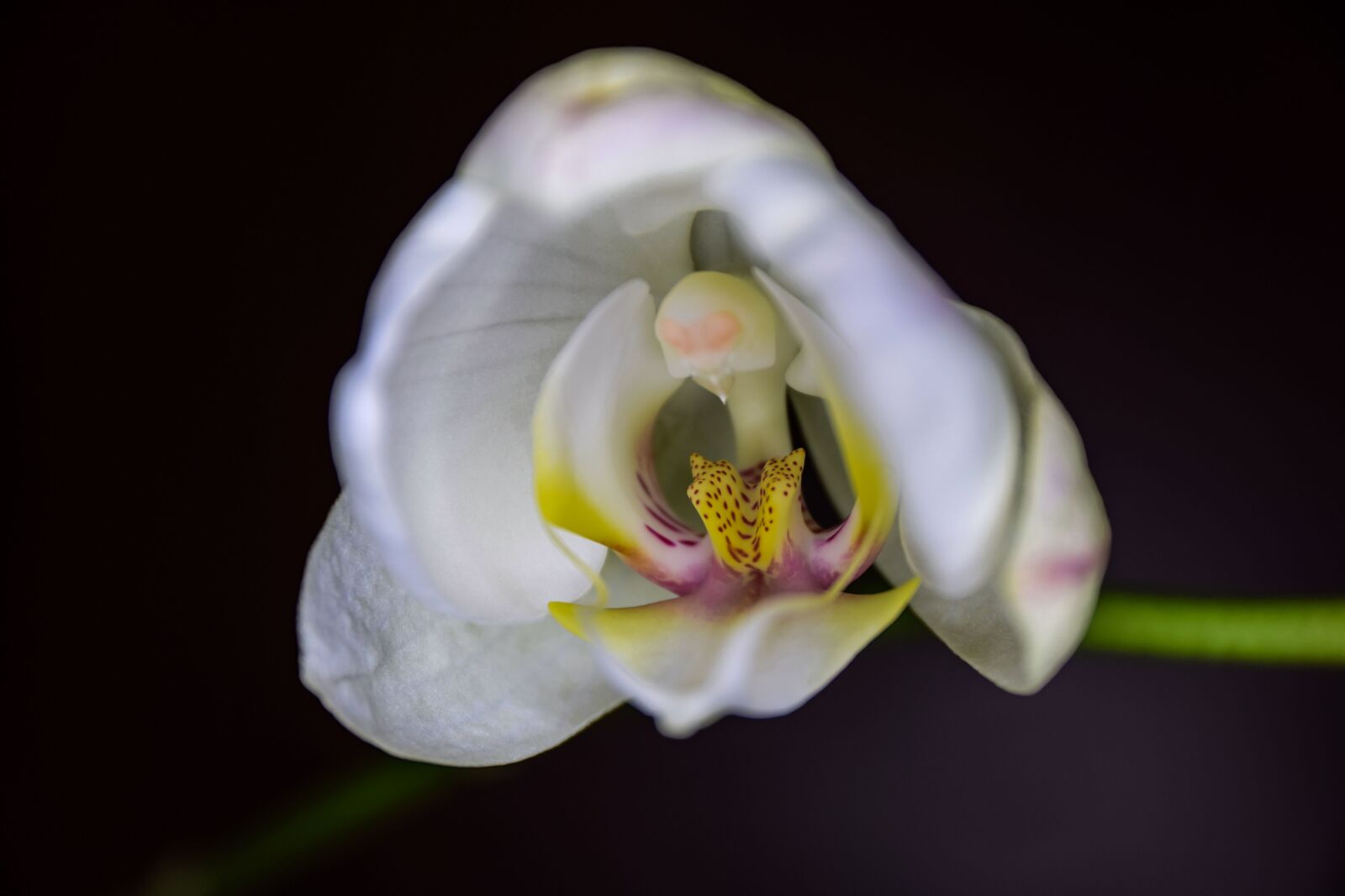 Nikon D5300 sample photo. Flower, orchid, nature photography