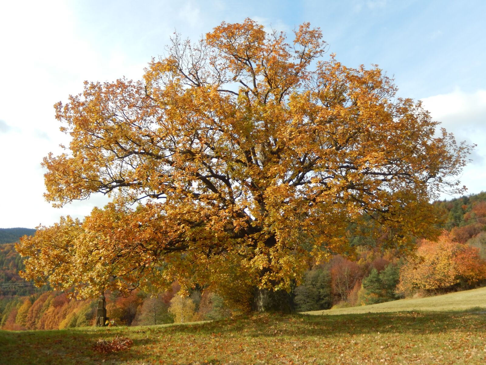 Nikon COOLPIX S9600 sample photo. Nature, tree, autumn photography