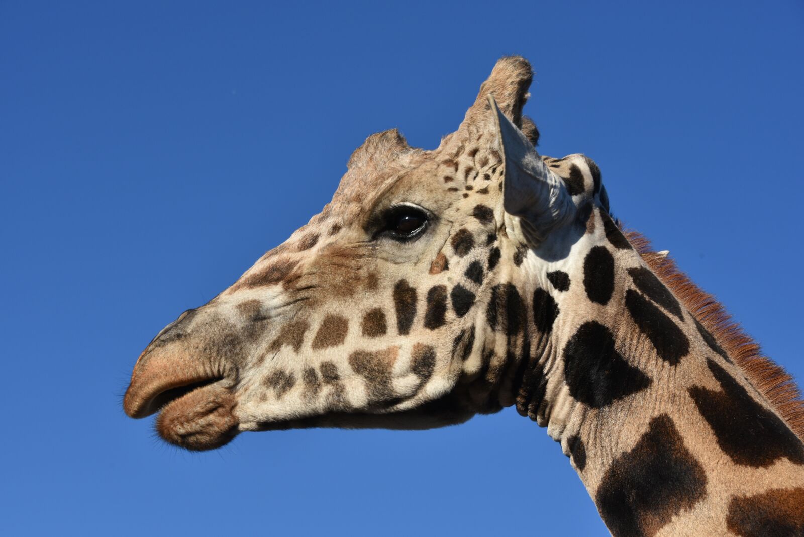 Nikon D750 sample photo. Giraffe, animal, wildlife photography