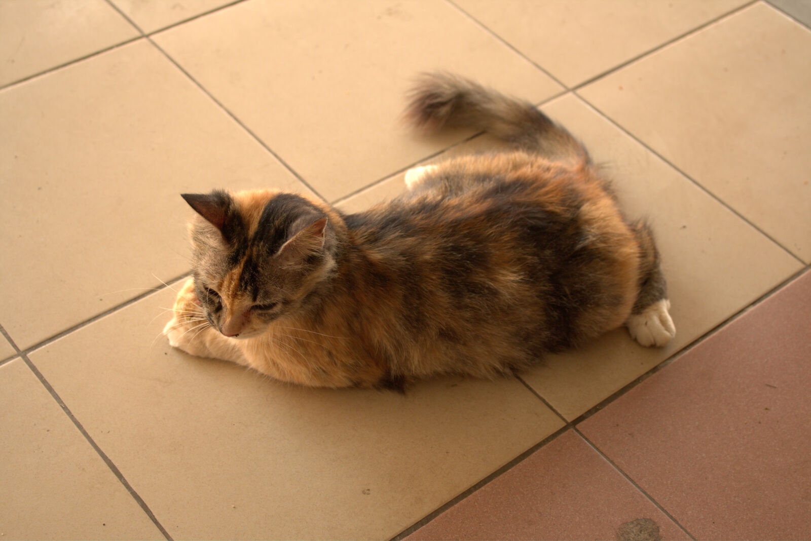 Canon EOS 70D sample photo. Cat1_70d photography