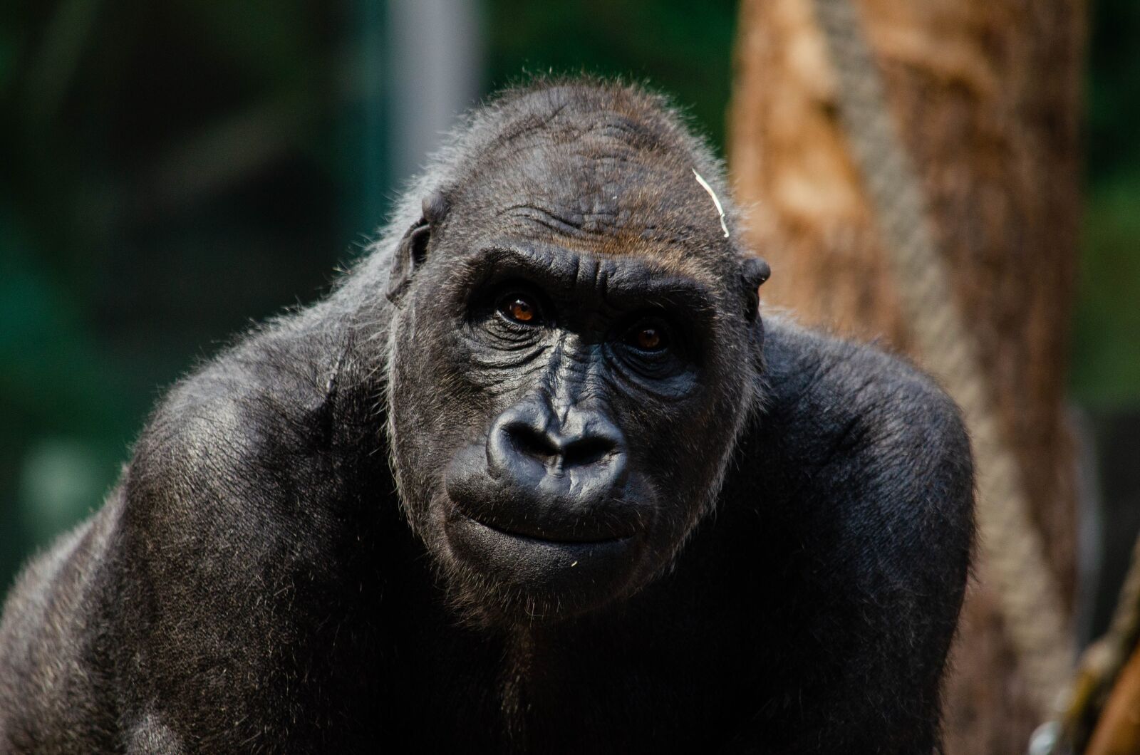 Nikon D7000 sample photo. Gorilla, monkey, ape photography