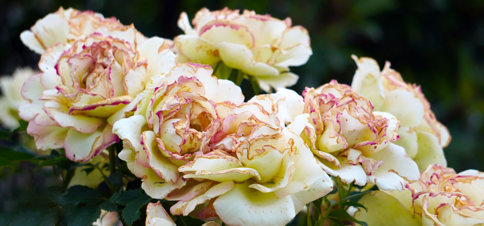 Sony E 55-210mm F4.5-6.3 OSS sample photo. Roses, blossom, bloom photography