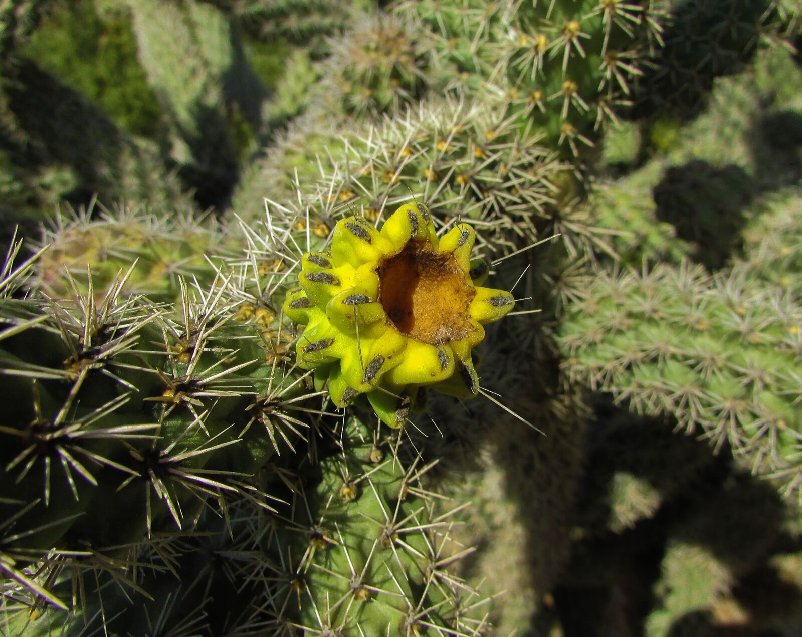 Canon PowerShot SX400 IS sample photo. Cactus, plant, nature photography