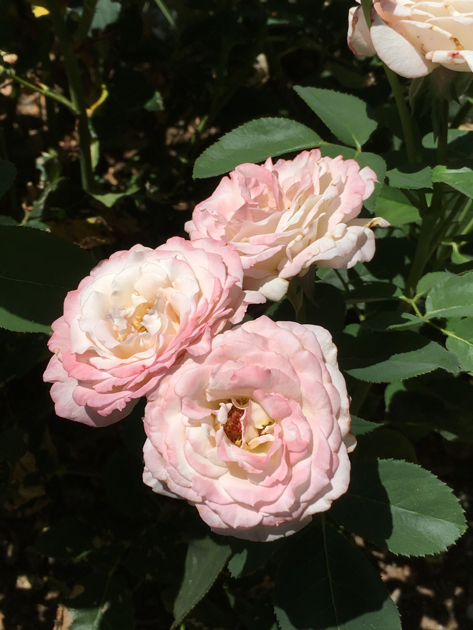 Apple iPhone 6s Plus sample photo. Roses, auburn, california photography