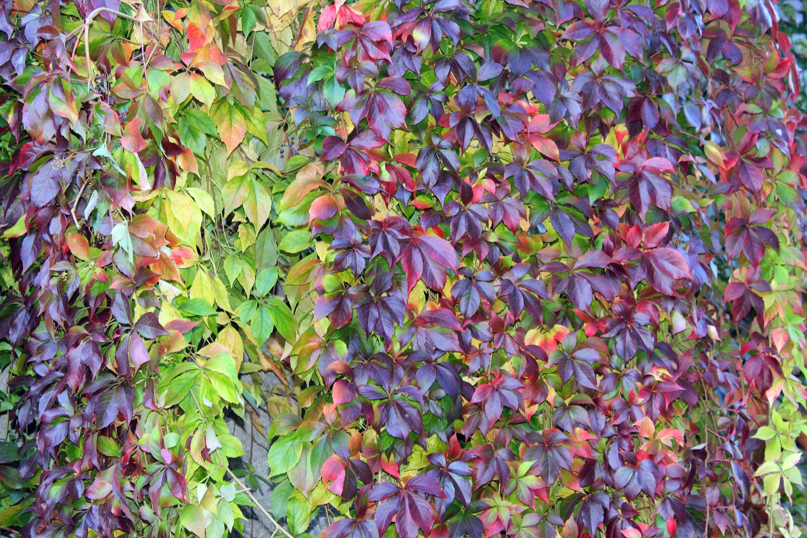 Canon EOS 1200D (EOS Rebel T5 / EOS Kiss X70 / EOS Hi) sample photo. Virginia creeper, vines, wild photography