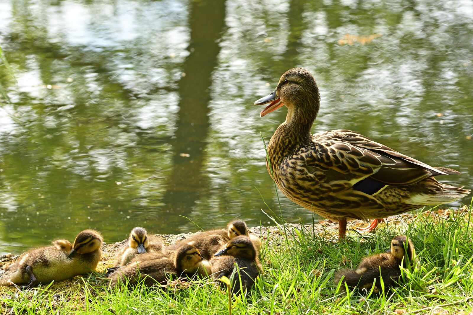 Nikon D5200 sample photo. Nature, duck, chicks photography