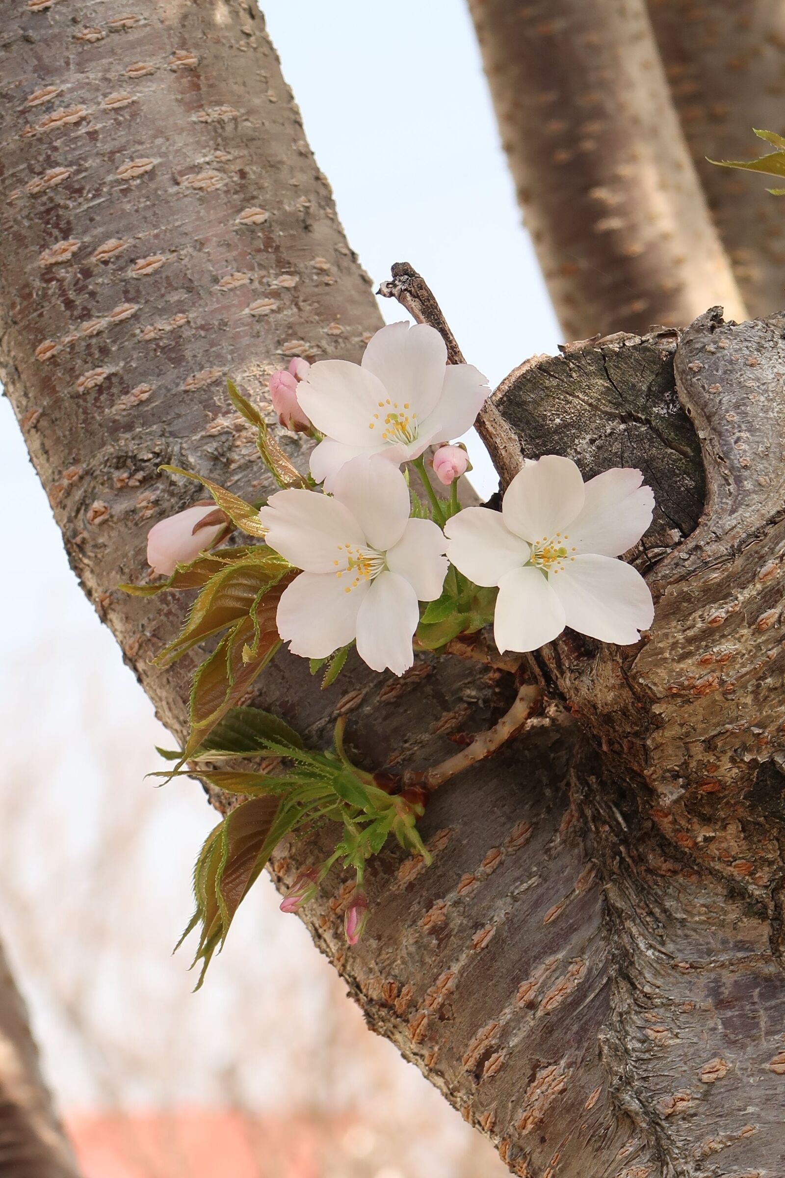 Canon PowerShot G7 X Mark II sample photo. Natural, wood, plant photography