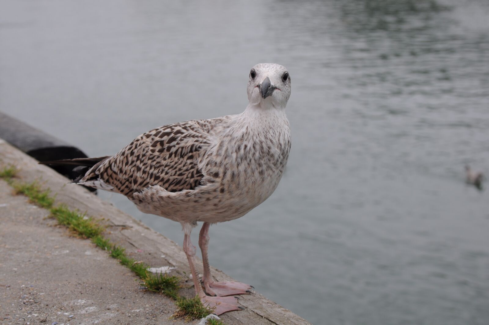 Nikon D90 sample photo. Seagull, bird, sea photography