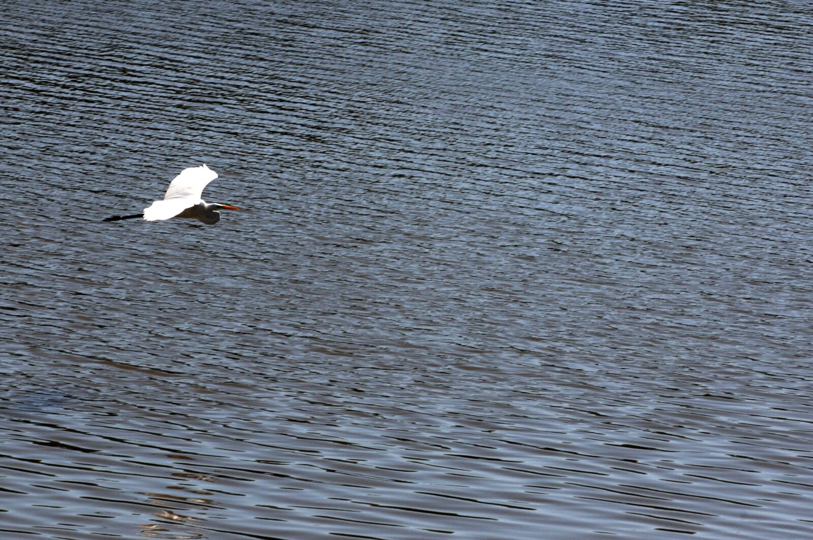 Nikon D300S sample photo. Bird, flying, gliding photography