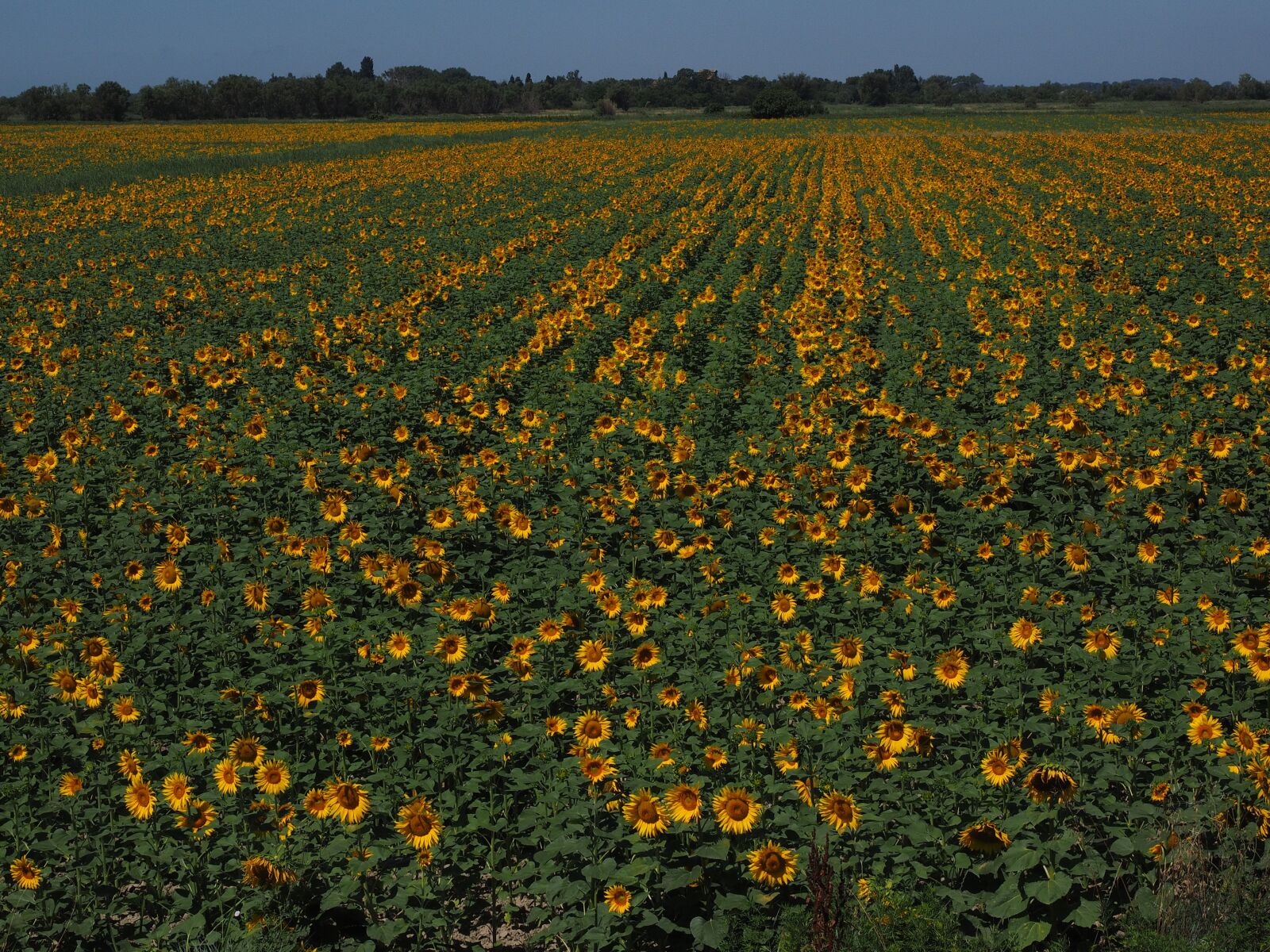 Olympus OM-D E-M1 + Olympus M.Zuiko Digital ED 12-40mm F2.8 Pro sample photo. Sunflower, sunflower field, helianthus photography