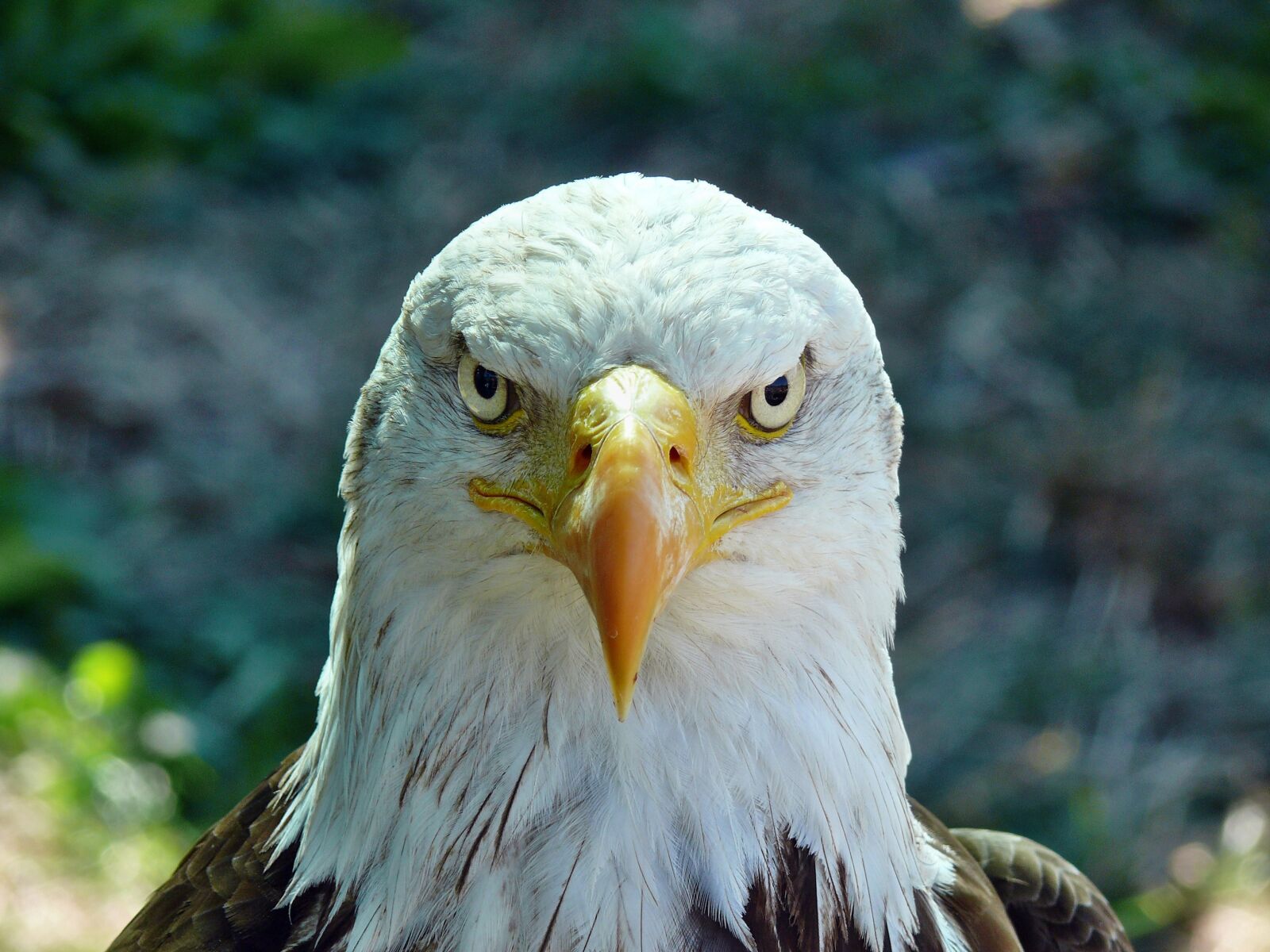 Panasonic DMC-FZ50 sample photo. Aquila, birds, nature photography