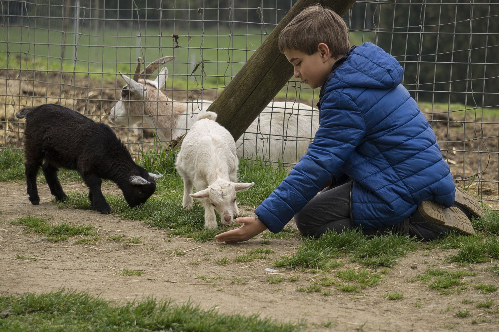 Sony Alpha a5000 (ILCE 5000) + Sony E 55-210mm F4.5-6.3 OSS sample photo. Zoo, child, feed photography