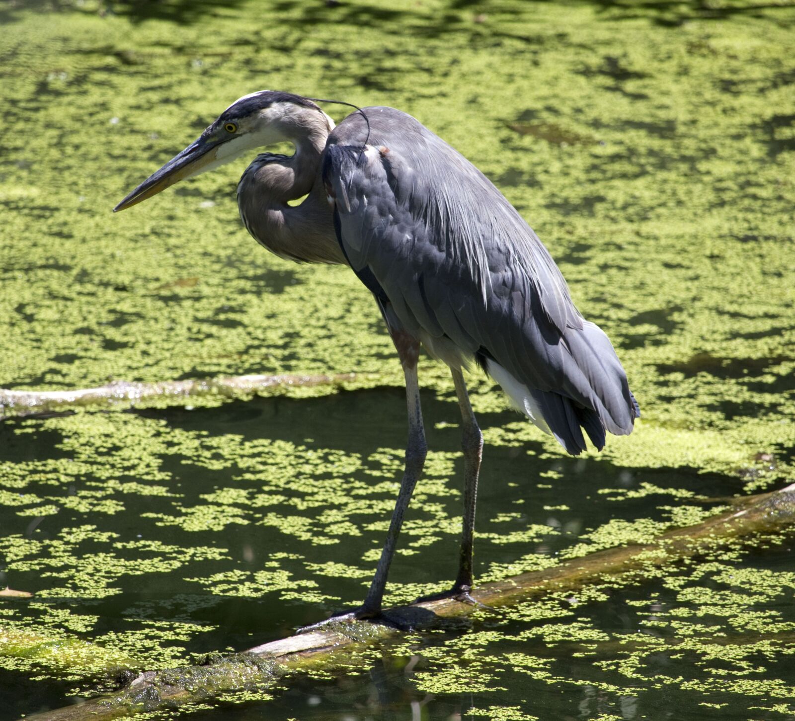 Canon EOS 550D (EOS Rebel T2i / EOS Kiss X4) sample photo. Heron, water, great blue photography