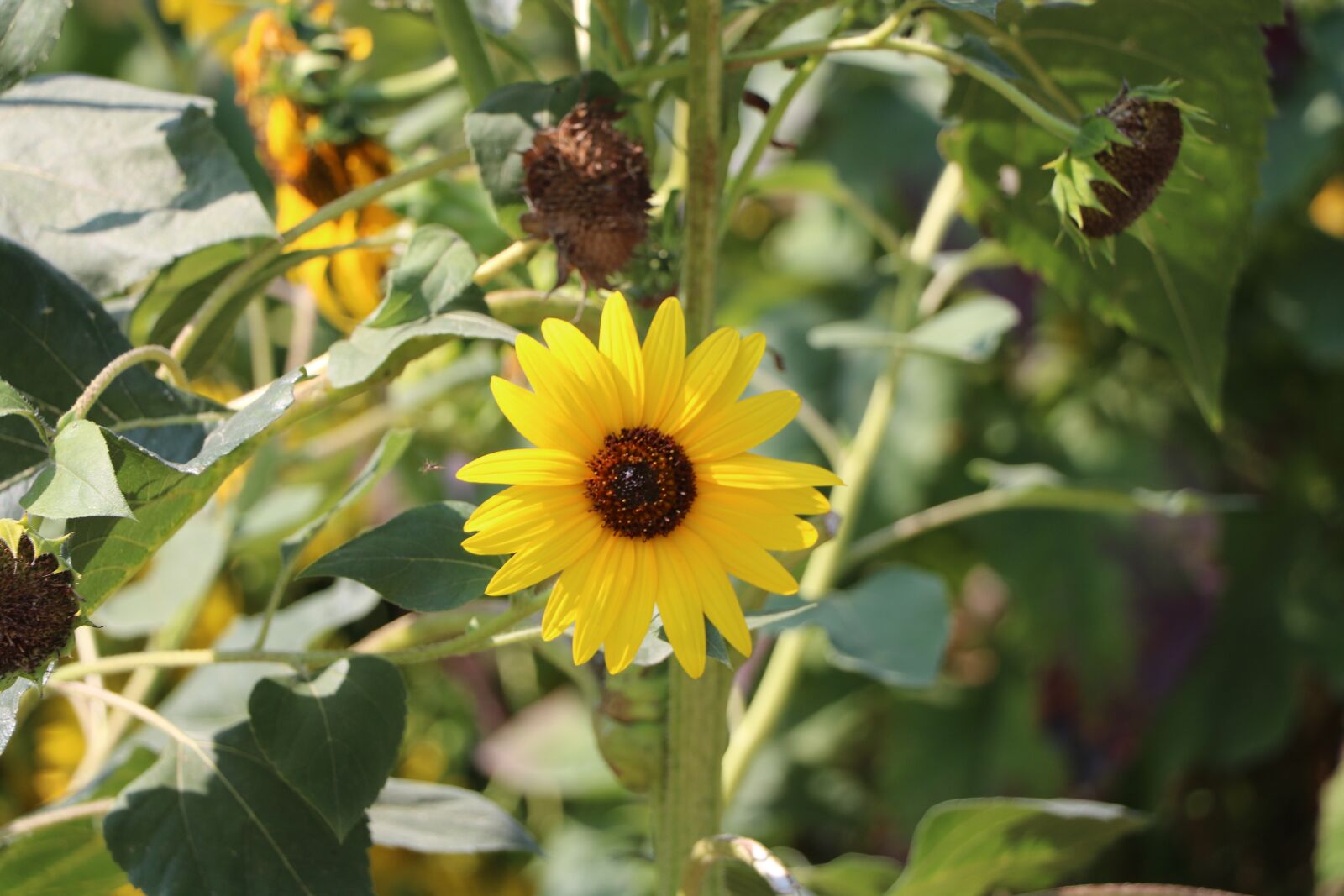 Canon EOS 760D (EOS Rebel T6s / EOS 8000D) + Canon EF-S 18-135mm F3.5-5.6 IS USM sample photo. Plant, flower, nature photography