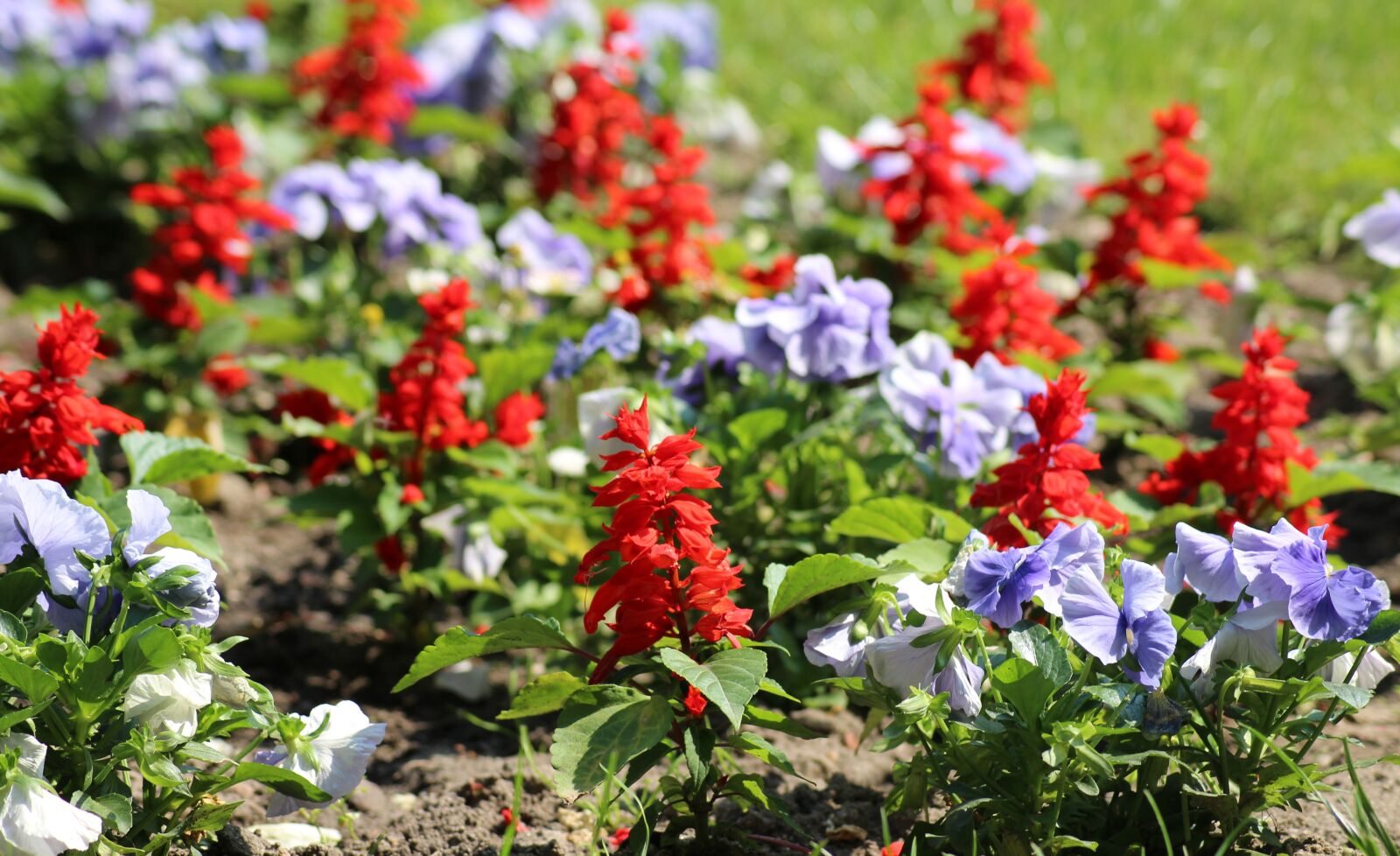 Canon EOS 1200D (EOS Rebel T5 / EOS Kiss X70 / EOS Hi) sample photo. Rabatka, flowers, sage photography