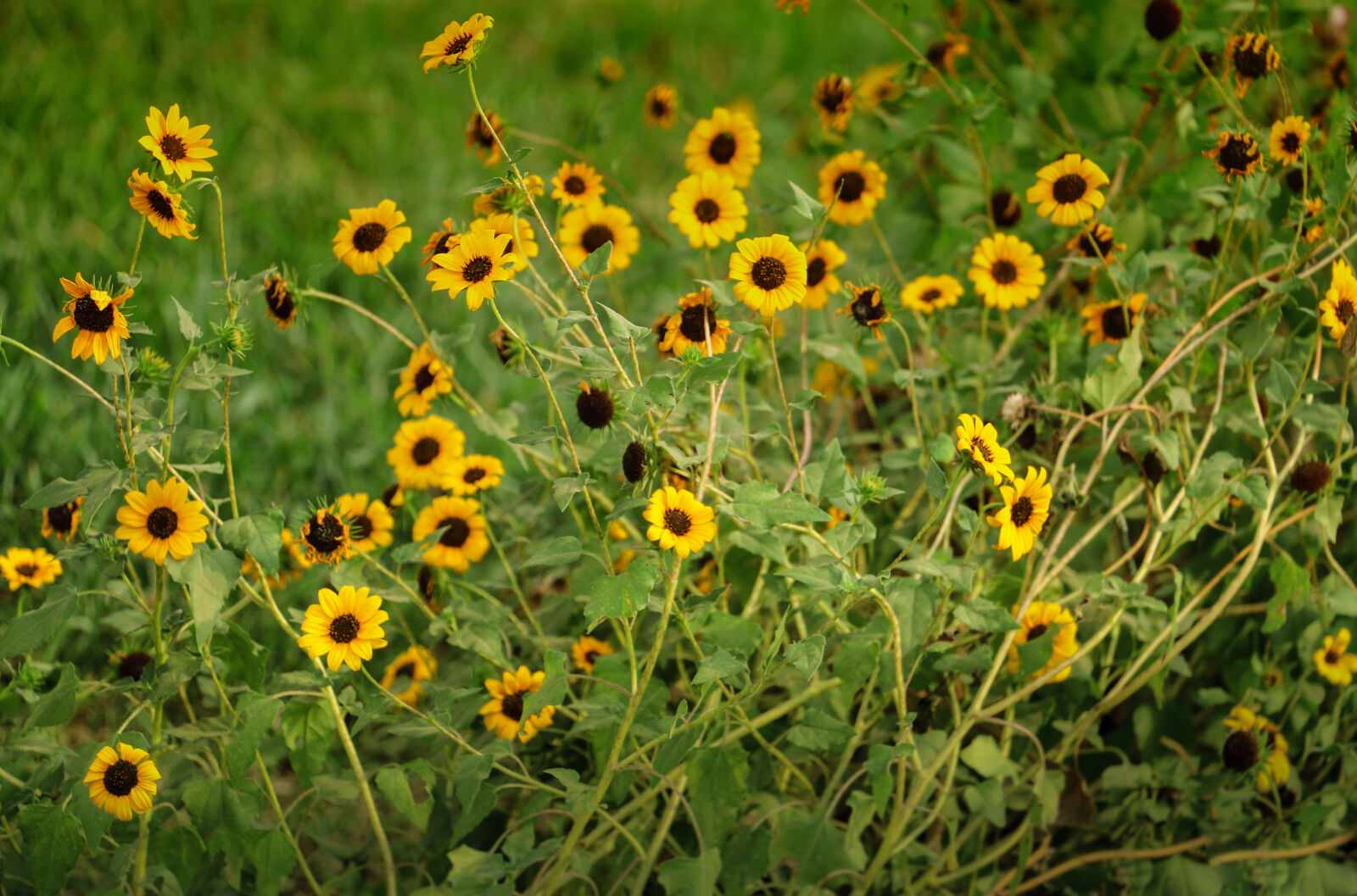Canon EOS 70D sample photo
