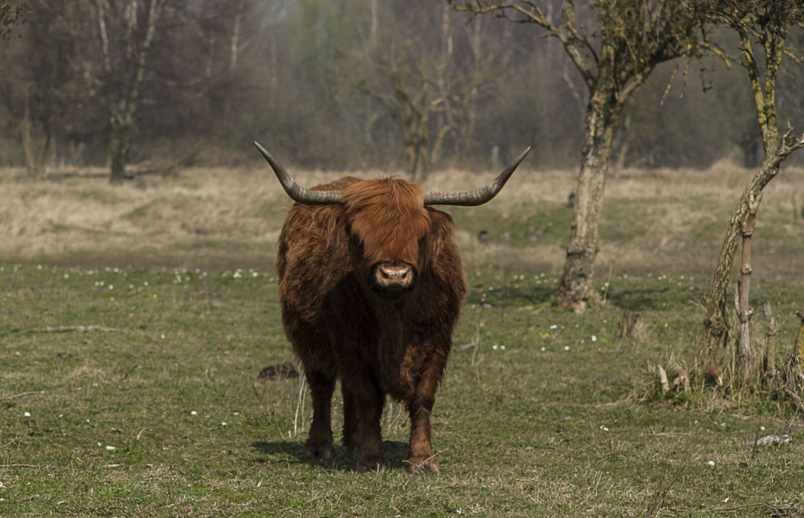 Canon EOS 1000D (EOS Digital Rebel XS / EOS Kiss F) sample photo. Nature, animals, beef photography