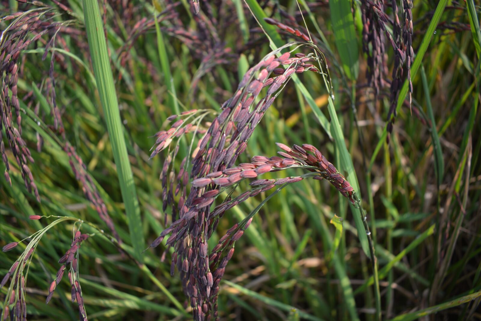 Nikon D7100 sample photo. Rice purple, brown rice photography