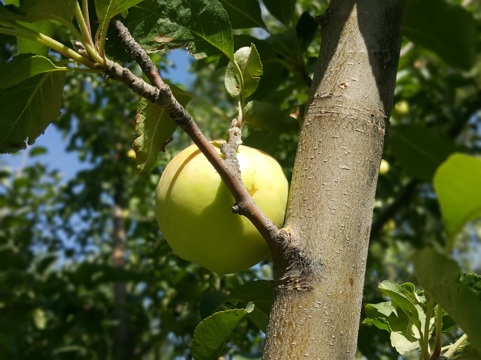 Samsung Galaxy Note4 sample photo. Apple, leaves, tree photography