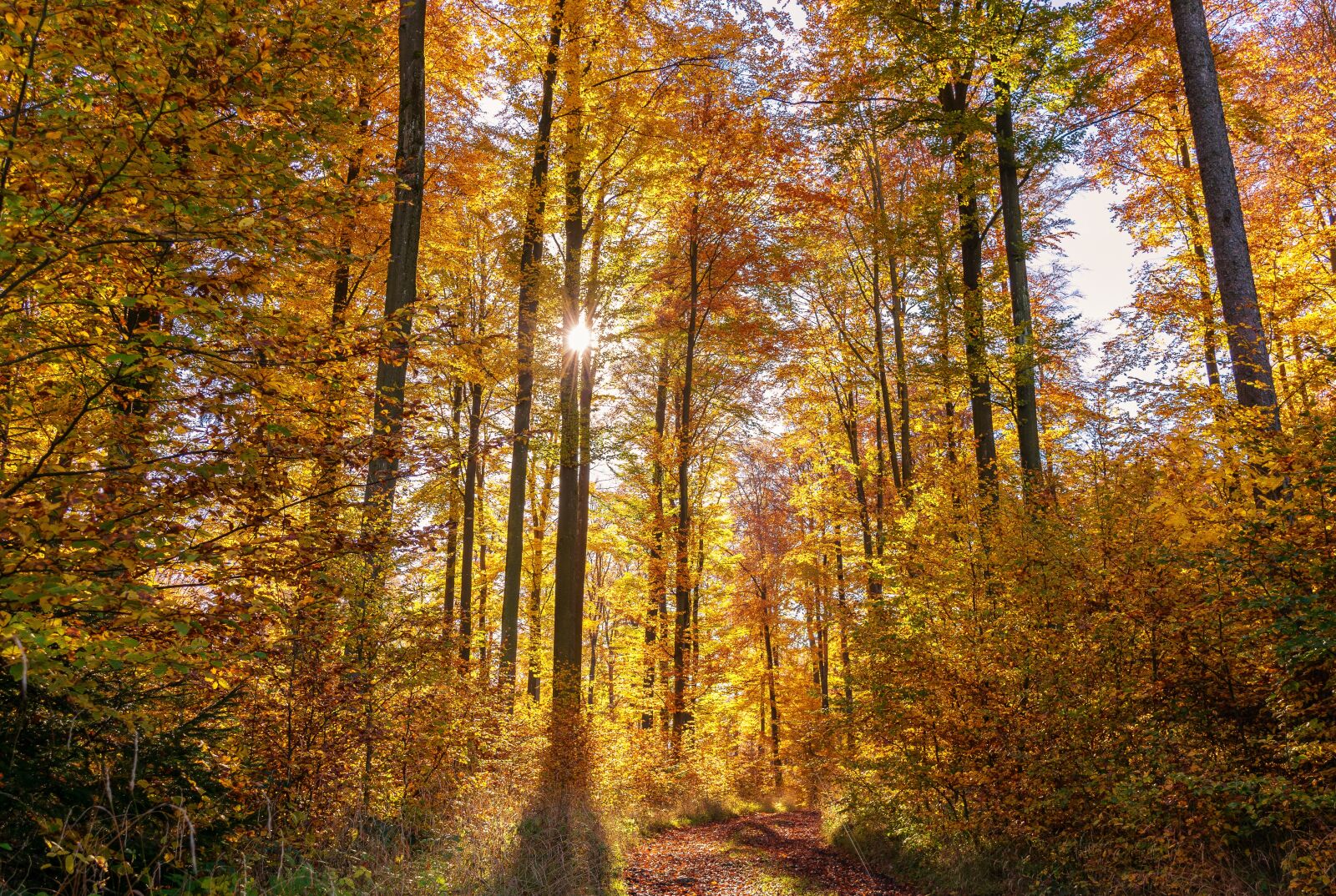 Nikon D3300 sample photo. Forest, autumn, sun photography