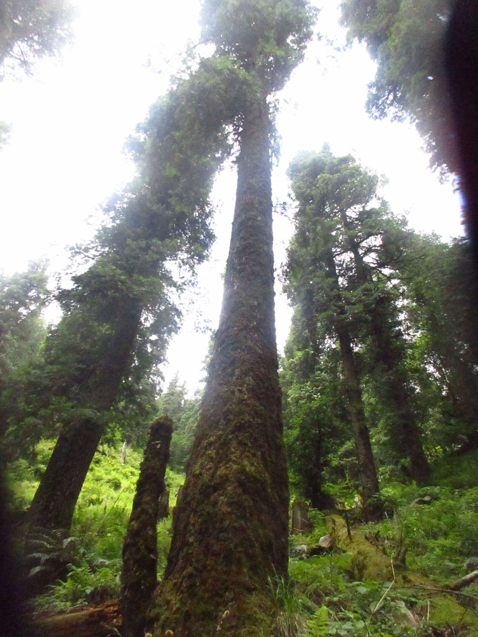 Canon PowerShot ELPH 360 HS (IXUS 285 HS / IXY 650) sample photo. Trees photography