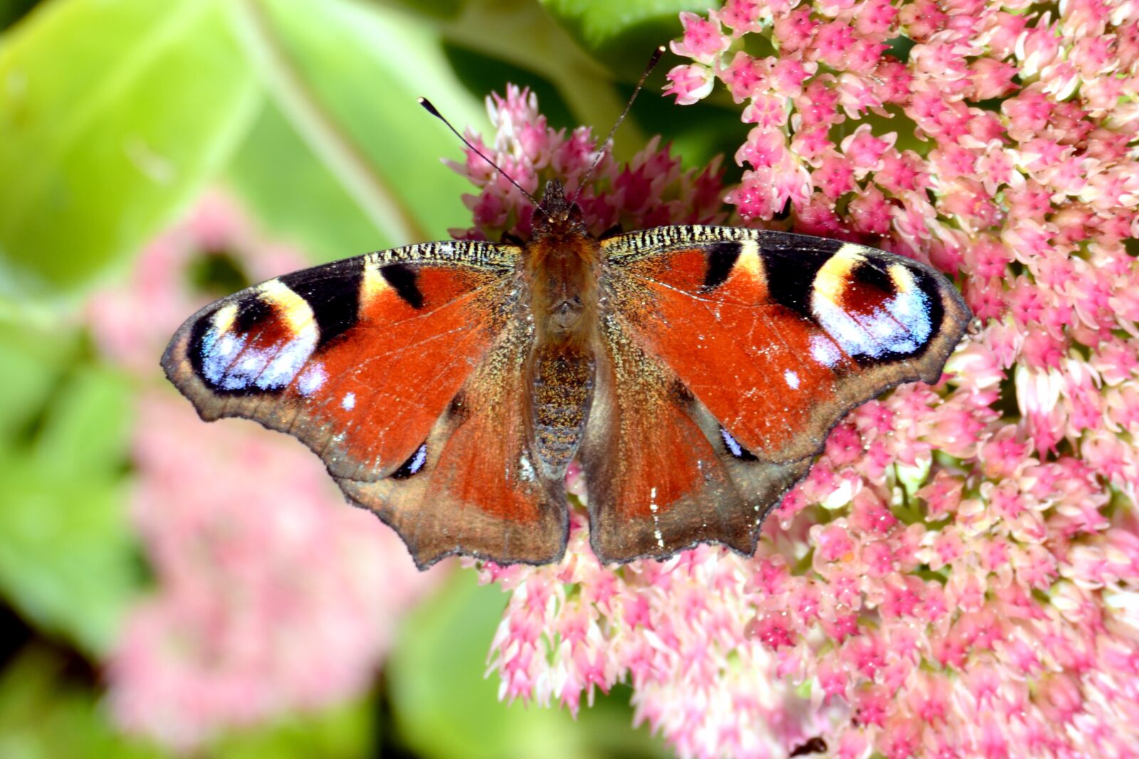 Nikon D7100 sample photo. Peacock butterfly, butterfly, butterflies photography
