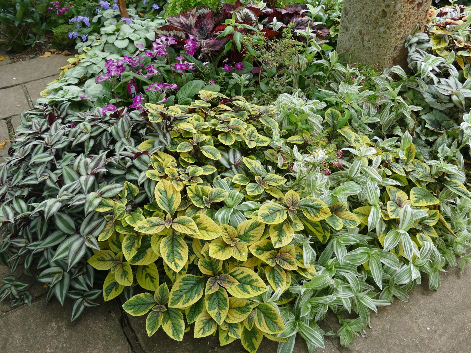Panasonic Lumix DMC-FZ1000 sample photo. Plectranthus, john massey, ashwood photography